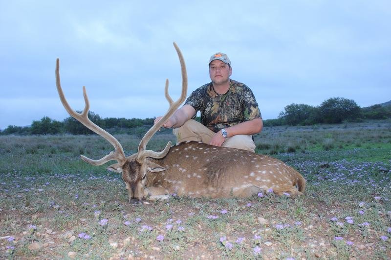 40 Inch Axis Deer Hunting in Texas