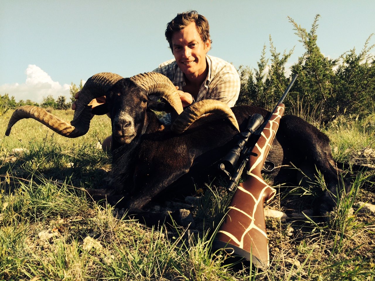 Black Hawaiian Sheep Hunting in Texas 