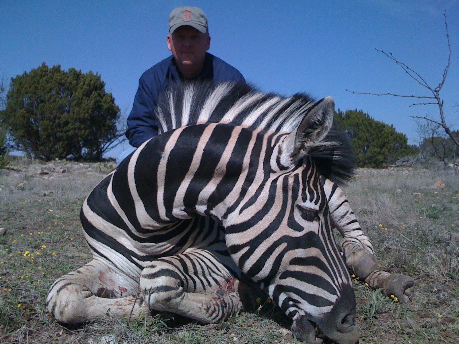 Zebra Hunting in Texas