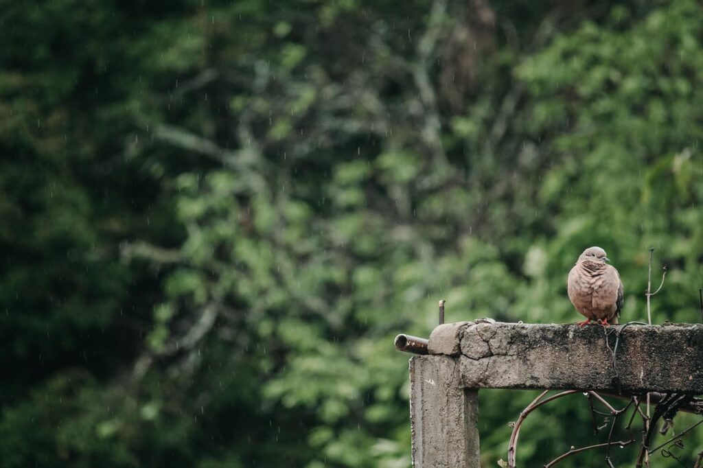 Hunting Regulations and Ethics
