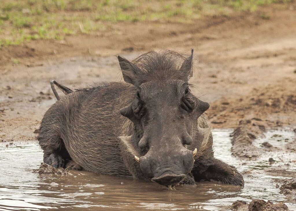 Do You Need a Hunting License to Hunt Hogs in Texas