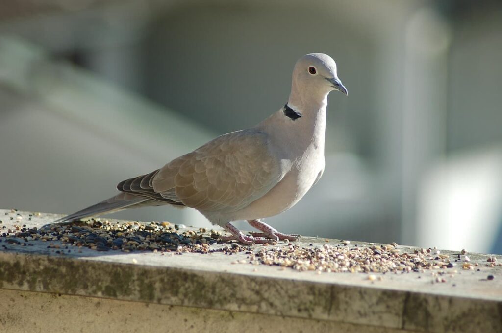 Ammunition and Chokes for Doves 