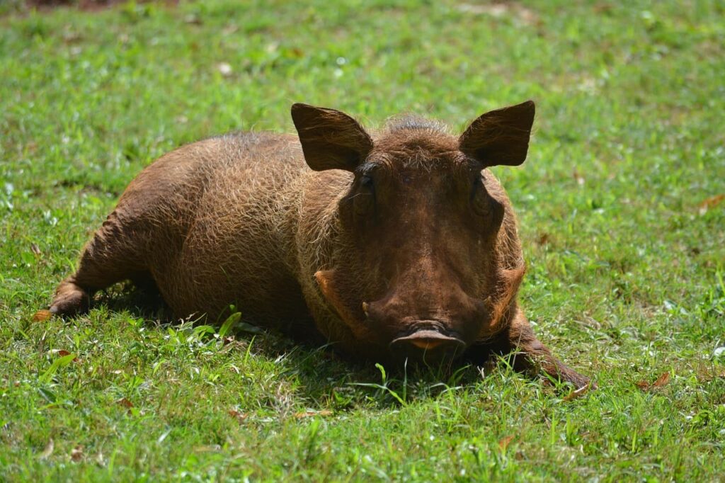Signs of Hog Activity in the Field