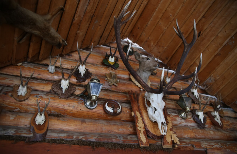 Display of a collection of mule deer trophies mounted on a house wall