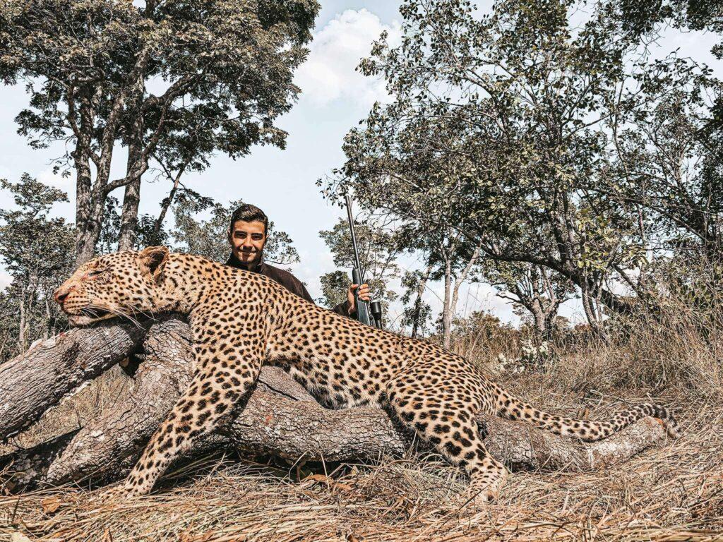 Hunter posing behind a mature leopard in the African bush