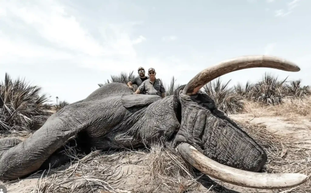 Hunters with a trophy elephant in Botswana