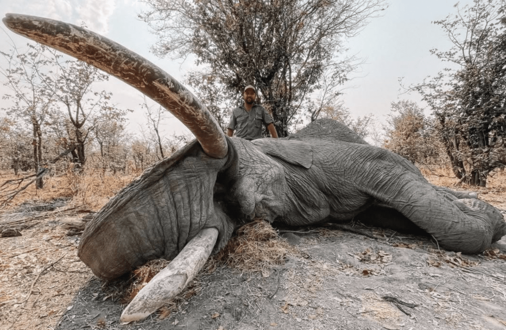 Large trophy elephant during a Botswana hunting safari