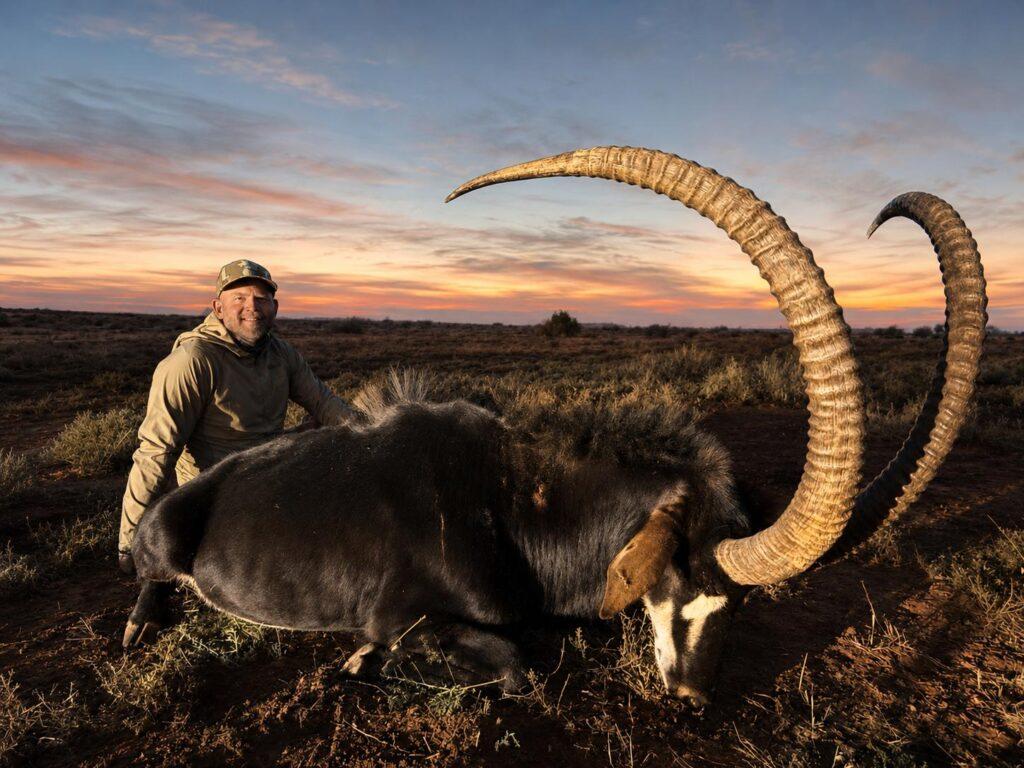 Sable antelope bull on a South Africa hunting safari