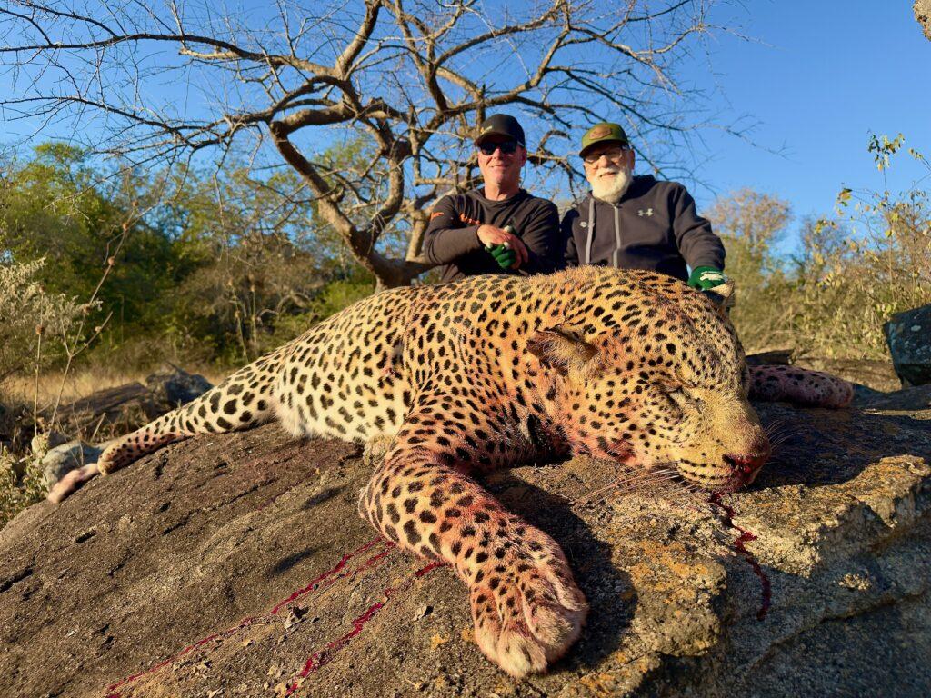 Mature leopard taken after careful tracking in Zimbabwe