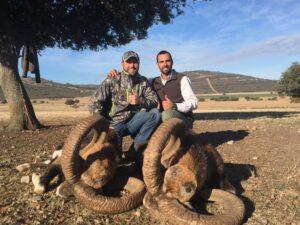 Iberian mouflon hunting in Spain with trophy hunter