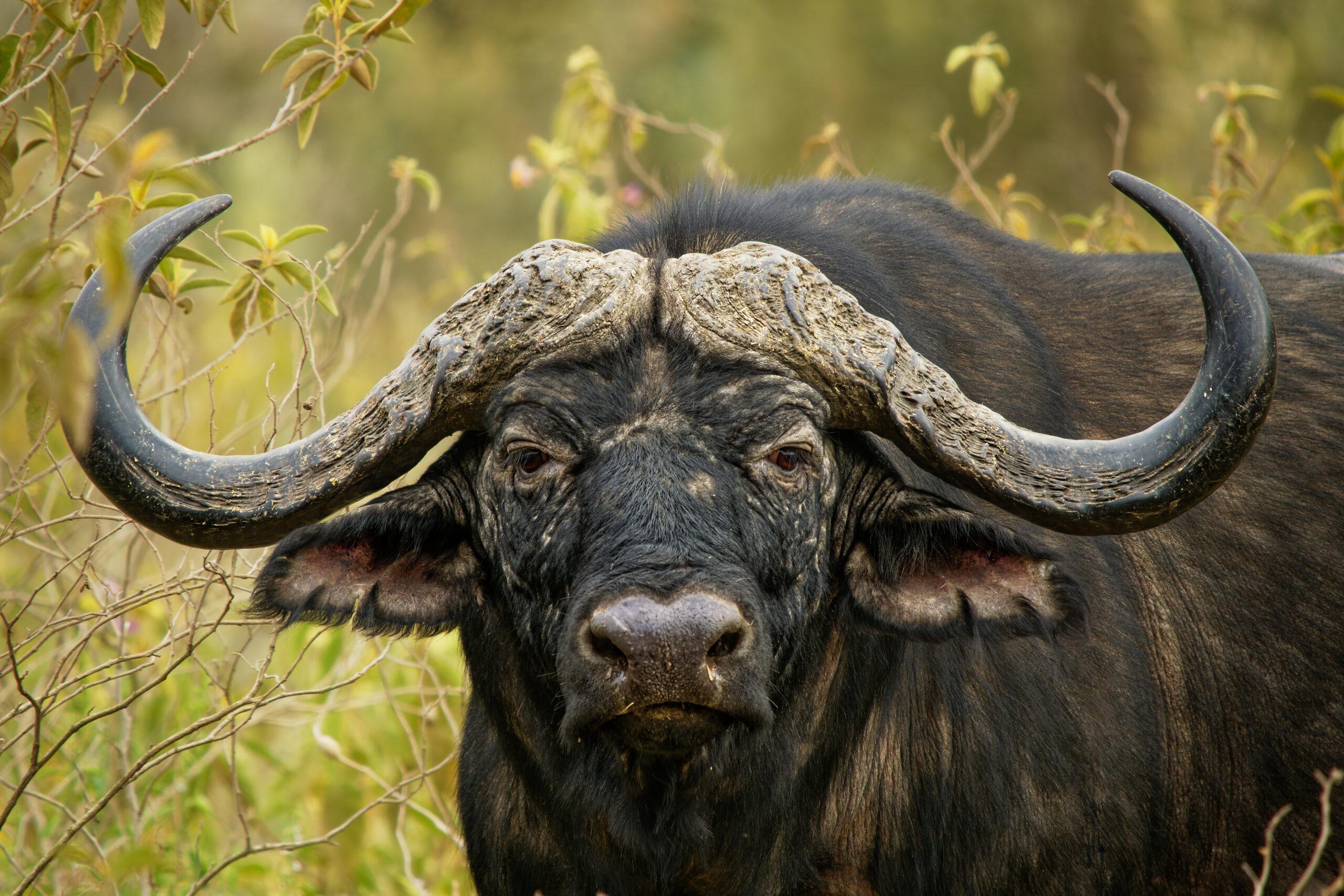 Mozambique Cape buffalo hunting with Global Hunting Solutions