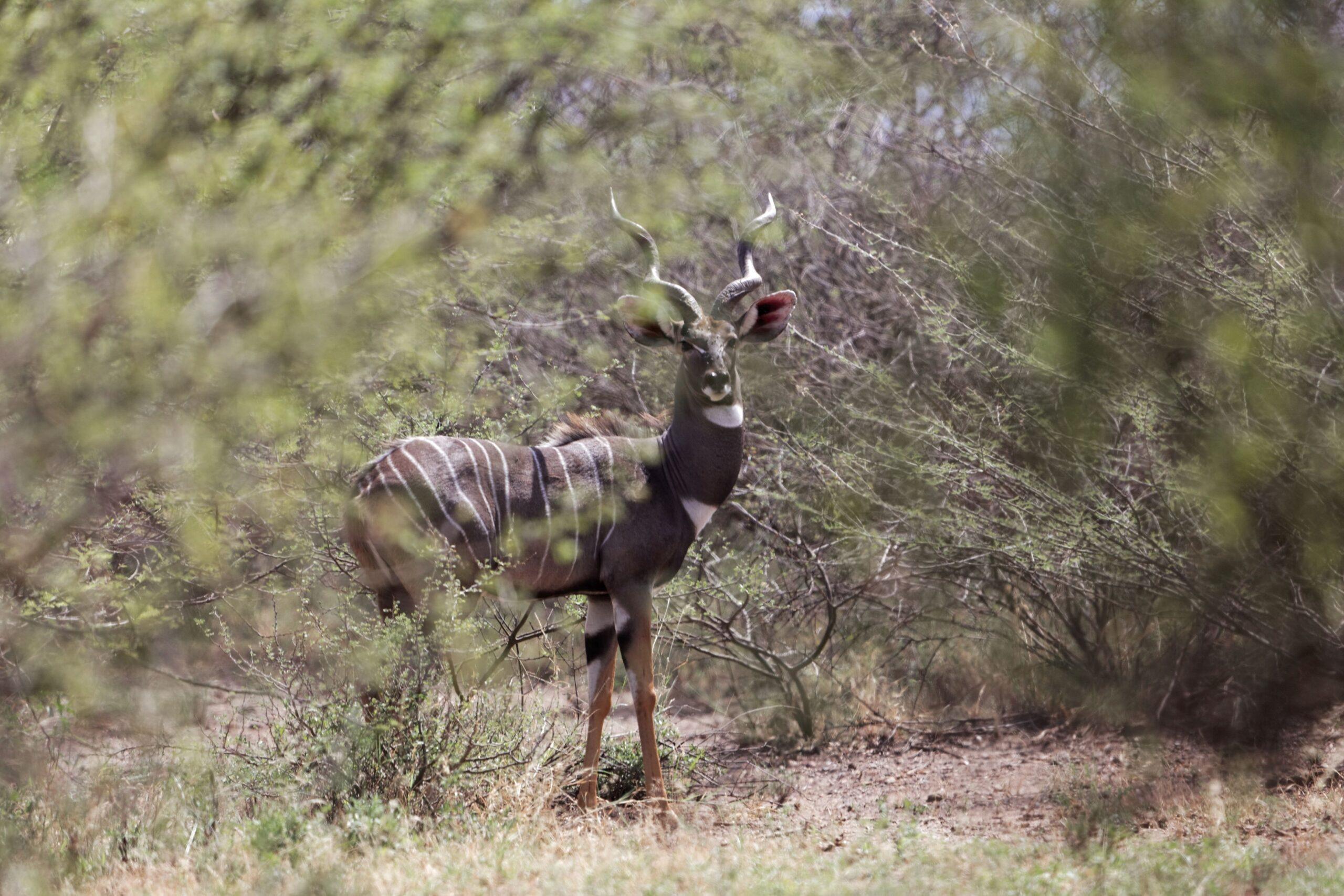Lesser kudu standing in bushland