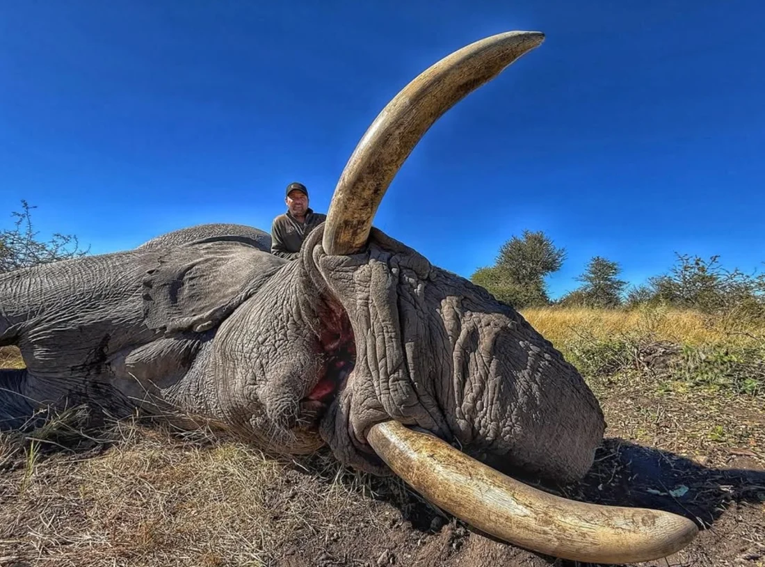 Botswana elephant hunt