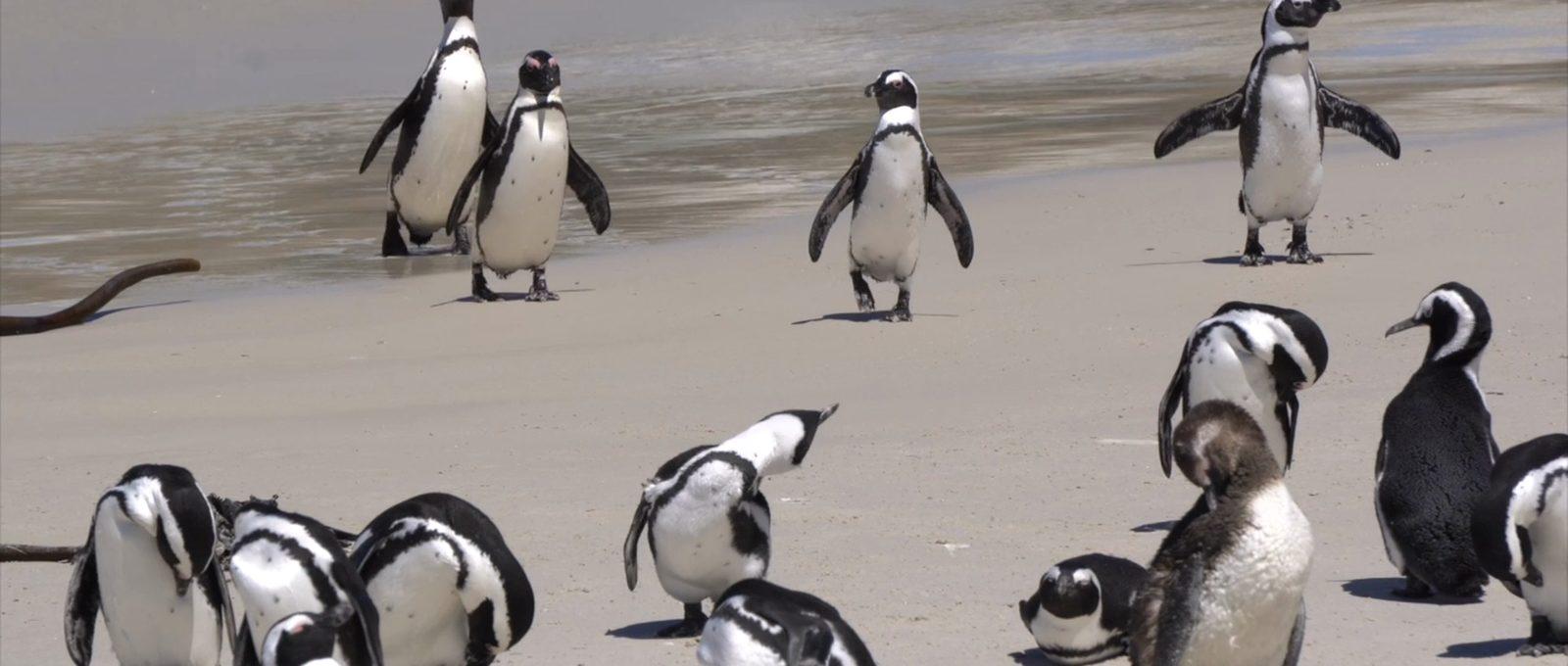 African penguins at Boulders Beach near Cape Town