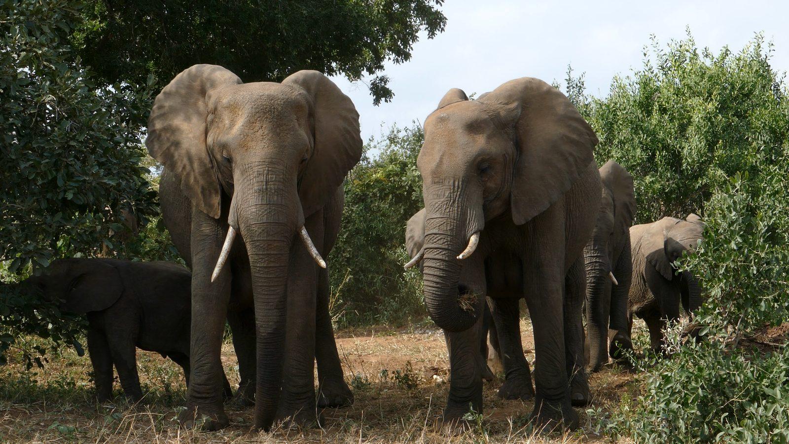 Elephants on a game drive for non-hunters