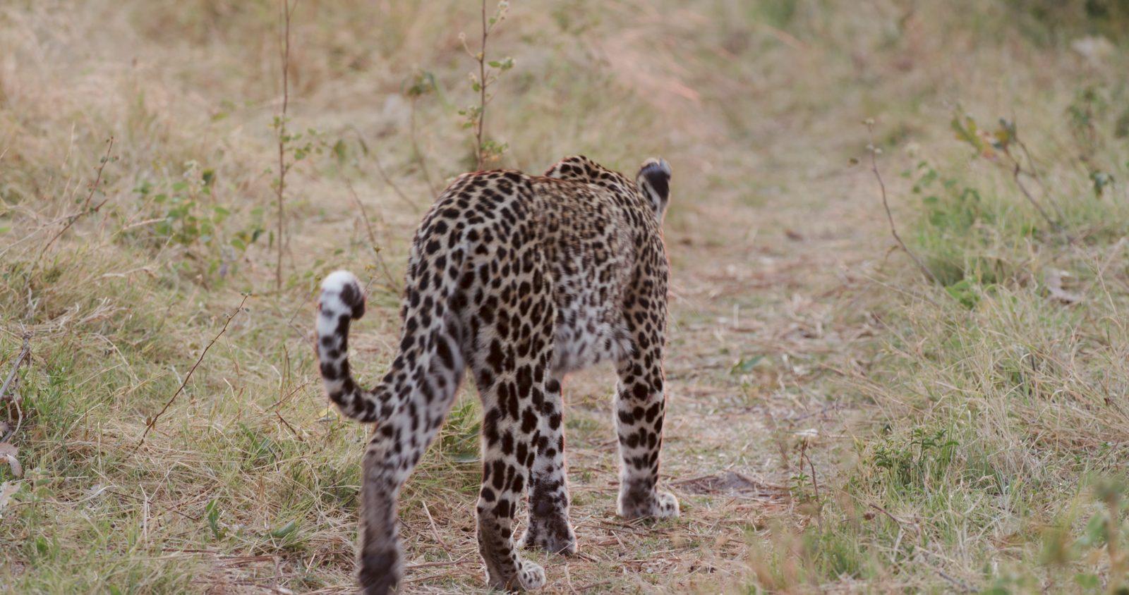 Leopard seen on a Kruger photo safari