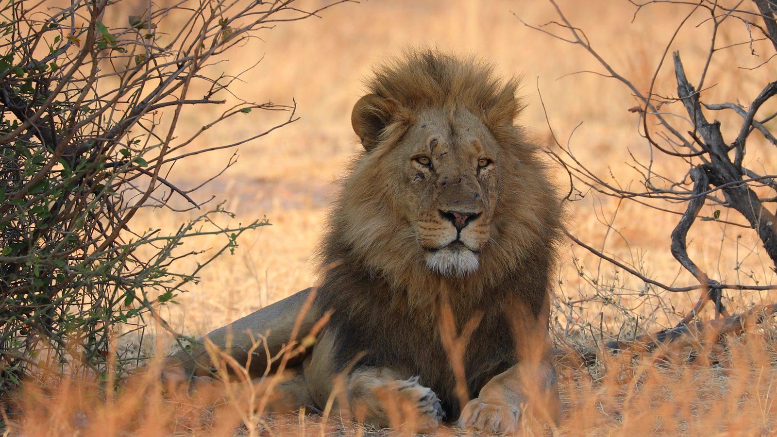 Lion on an Africa family hunting safari