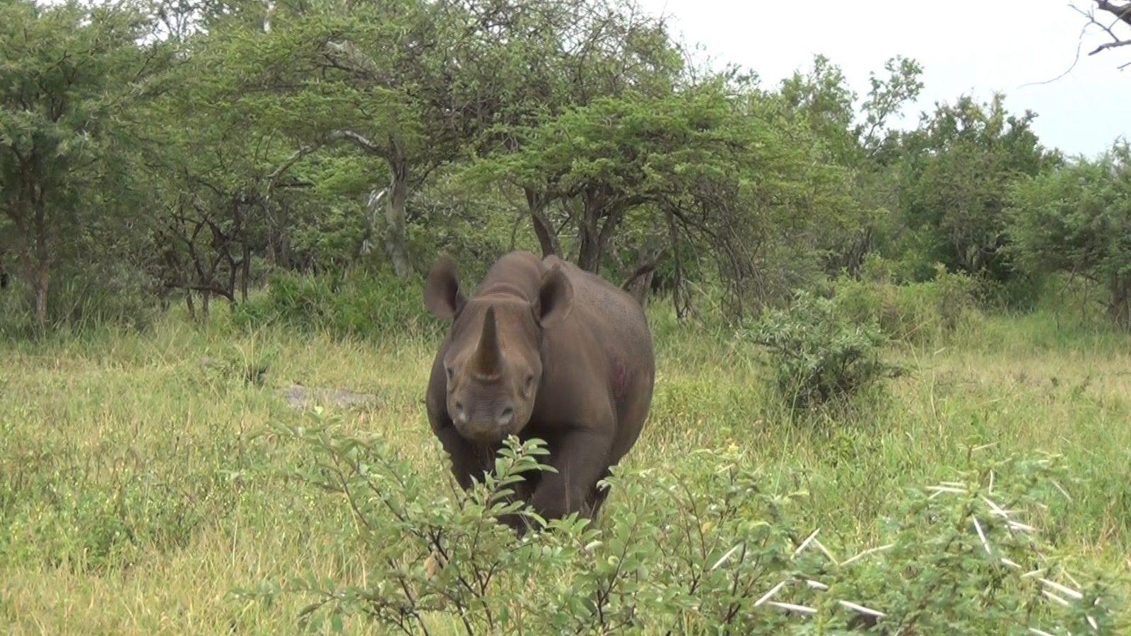 Rhino seen on a Kruger photo safari